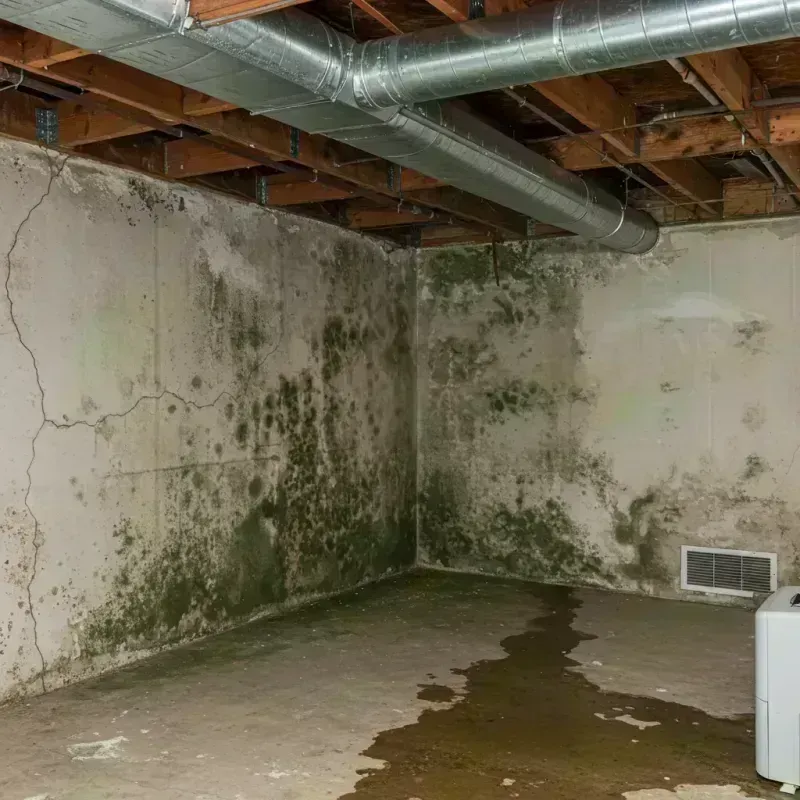 Professional Mold Removal in Custer County, SD